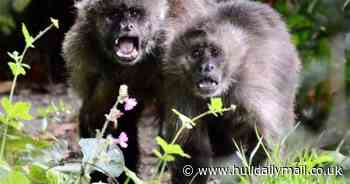 ‘Happy birthday, dear Joey’ – Sewerby Zoo monkey is 36 today