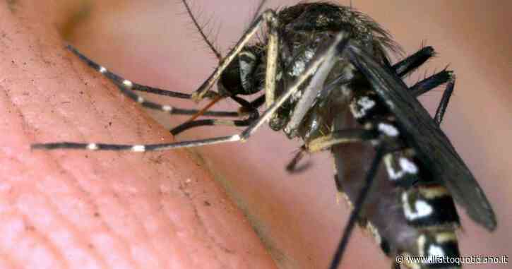 Caso di dengue a Jesi: il comune anconetano dispone due giorni di disinfestazione