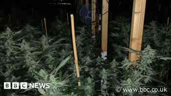 More than 1,000 cannabis plants seized in Devon and Cornwall