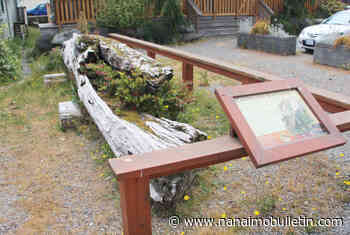 Ucluelet returning centuries-old unfinished canoe to Island First Nation