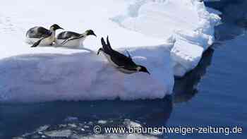 Politiker rät von Zoo-Besuch ab – wegen schwuler Pinguine