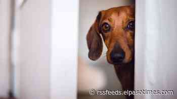 Fourth of July safety for pets: Keep your animal safe during July 4 festivities