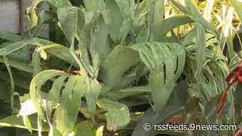 Proctor's Garden: Recovering from hail