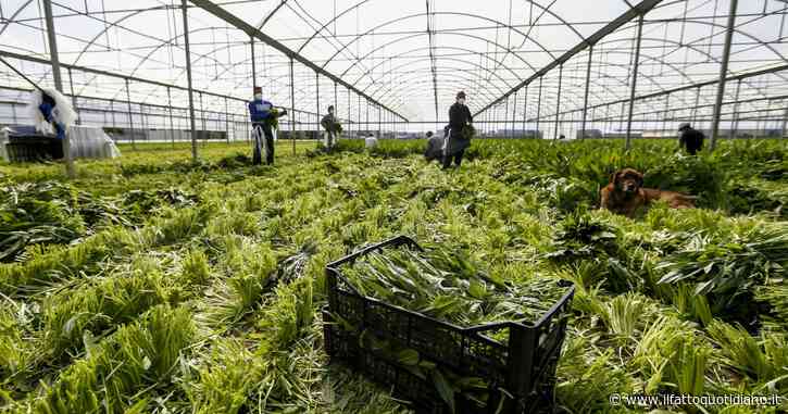 Decreto flussi, il governo dà il via libera ad altri 40mila stranieri nel 2023. E nel prossimo triennio c’è l’ok a 452mila ingressi