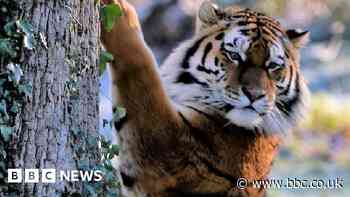 Stunning Amur tiger settling in well, Blackpool Zoo director says