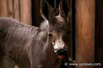 Chile Zoo Celebrates Birth of Critically Endangered Somali Wild Ass