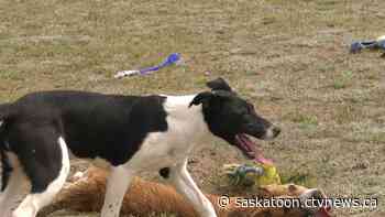 Pandemic pet surrenders causing problems at Saskatoon shelters