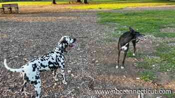 New Milford dog owners manage summer heat