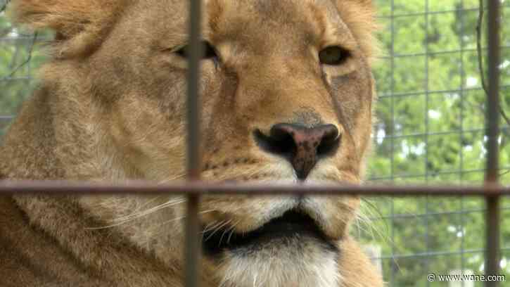'She will be forever missed:' Black Pine Animal Sanctuary laments loss of African Lion