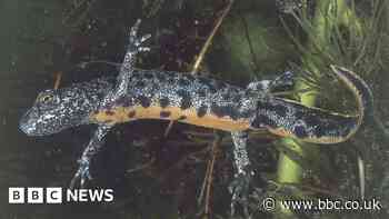 Renovation of Cavers Castle held up by great crested newts