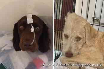 Vet’s warning after increase in parvovirus cases in Darwen