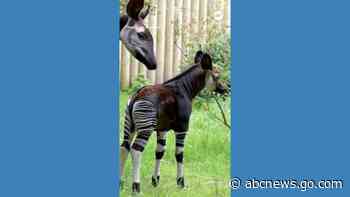 WATCH:  Rare okapi calf explores the outdoors at UK zoo