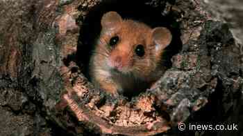 Kent quarry extension could destroy more ancient woodland than HS2