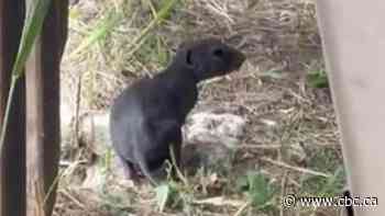 Scientists are going nuts about 'rare' naked ground squirrels found near Saskatoon