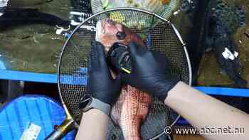 Japan's nuclear regulator approves release of Fukushima water