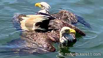 After 2 fighting eagles got stuck together, Minnesota deputies separated them