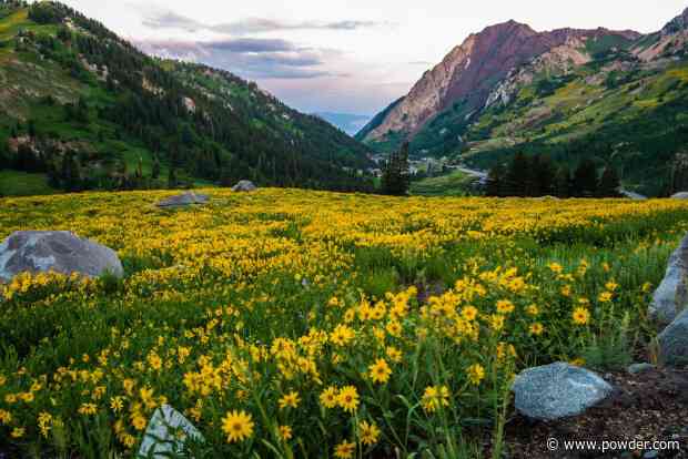 Alta Ski Area Prepares Over 12,000 Plants For Revegetation Initiative