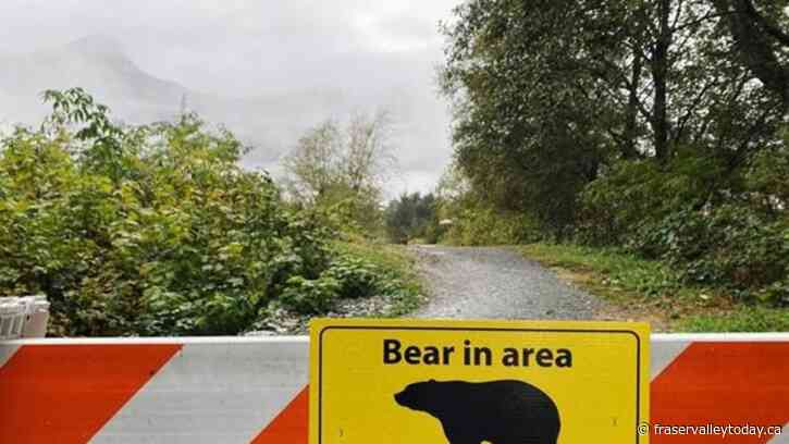 Tree planter airlifted to hospital after bear attack near Tumbler Ridge, B.C.