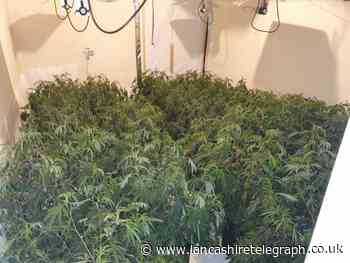 Police dismantle 'significant' cannabis farm in Burnley