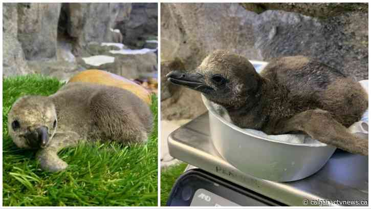 New penguin chick hatches at the Wilder Institute/Calgary Zoo