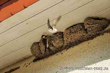 Wie Bauherren in Paderborn Schwalbe und Mauersegler schützen können