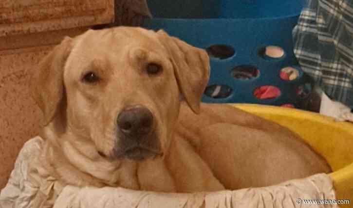 Ohio family seeking justice after police officer shoots, kills their dog: 'She didn't deserve it'