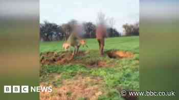 Man denies wildlife offences over Wiltshire fox hunt video