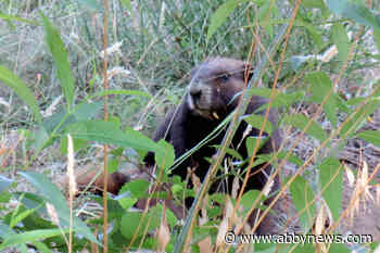 Vancouver Island marmot makes marathon journey looking for love