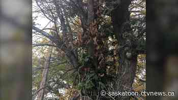 A disease that destroys majestic old trees has been found in Saskatoon