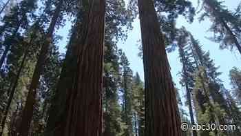 Sequoia and Kings Canyon National Parks officials asking for input on restoring trees