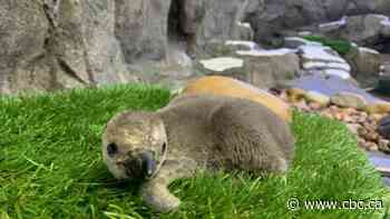 Calgary Zoo welcomes Humdolt penguin chick