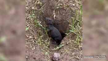 Scientists are going nuts about 'rare' hairless ground squirrels found near Saskatoon