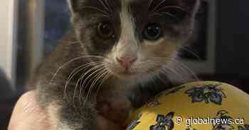 Kitten with limited mobility due to dog attack in Craven, Sask. seeks forever home