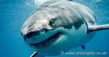 Experts launch great white shark hunt in South West as predator 'should' be in waters