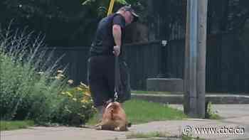Hamilton police investigate videos showing man whip and drag dog down sidewalk