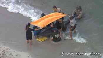 Dolphin dies after washing ashore near Hollywood Beach