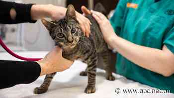 'It's relentless': Animal welfare bodies grapple with demand from struggling pet owners