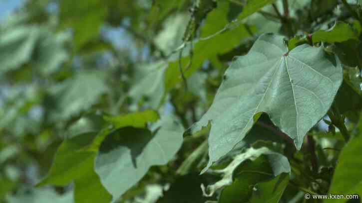 Intense heat taking a toll on Texas cotton crops