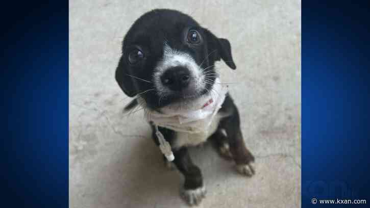 APA! waives adoption fees at Town Lake location through July 12