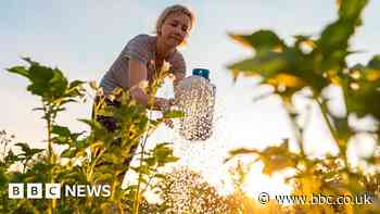 Cambridge Water calls on customers to 'ditch the hose' this summer