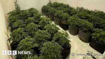 Cambridgeshire Police raids net £3m in cannabis