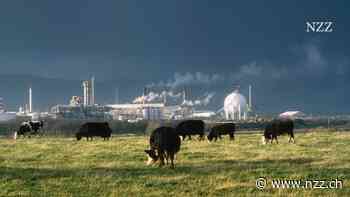 Die Iren diskutieren, ob sie fürs Klima Hunderttausende Kühe schlachten sollen. Experten plädieren für alternative Wege