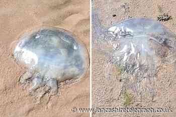 Woman baffled after finding dead jellyfish on Heysham beach