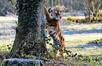 Blackpool Zoo welcomes Amur tiger Rusty to Big Cat Habitat