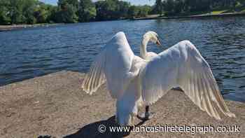Swan mauled to death by Staffordshire Bull Terrier in park