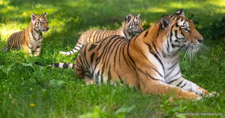 Erstmals Nachwuchs bei Sibirischen Tigern im Serengeti-Park