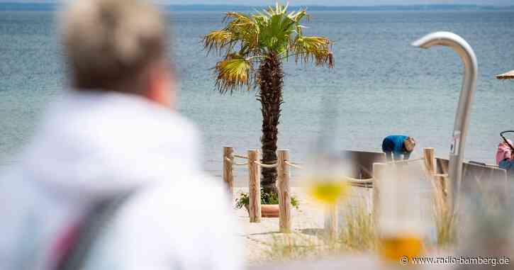 Tropical Ostsee – Palmen sollen mehr Urlaubsgefühl geben