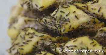 Thunderbugs set to descend on West Country - how to rid garden of pests