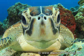 Why Are Sea Turtles Endangered and How Can We Save Them?