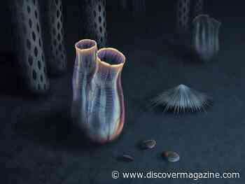 500-Million-Year-Old Fossil Reveals Ancient Ancestor to Modern-Day Tunicates